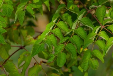 Aralia elata cépée