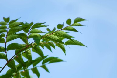 Aralia elata cépée
