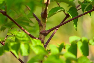 Aralia elata cépée