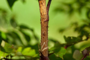 Aralia elata cépée
