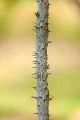 Aralia elata cépée