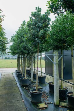 Arbutus unedo haute-tige