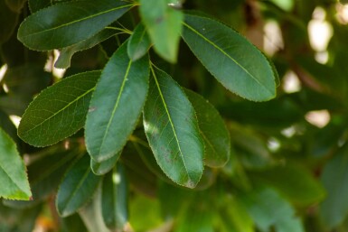 Arbutus unedo haute-tige