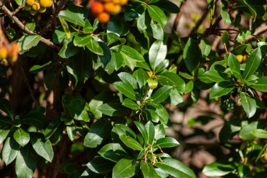 Arbutus unedo haute-tige 10/12