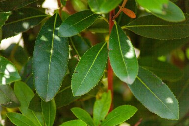 Arbutus unedo haute-tige 10/12