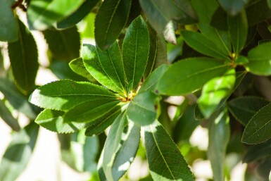 Arbutus unedo haute-tige 10/12