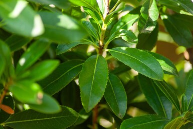 Arbutus unedo haute-tige 10/12