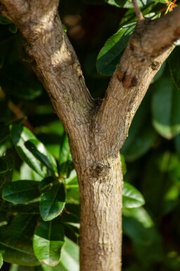 Arbutus unedo haute-tige 10/12