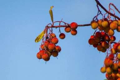 Arbutus unedo haute-tige 10/12
