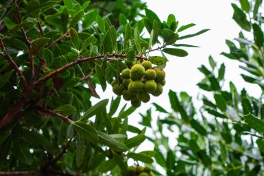 Arbutus unedo haute-tige 10/12