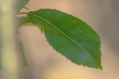 Arbutus unedo haute-tige 10/12