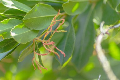 Arbutus unedo haute-tige 10/12
