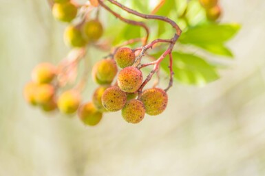Arbutus unedo haute-tige 10/12