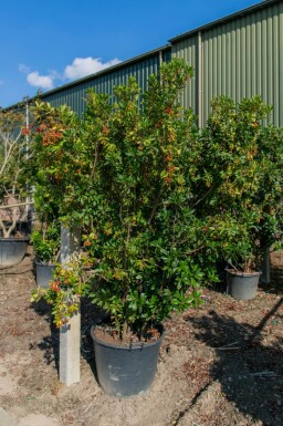 Arbutus unedo cépée