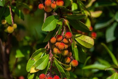 Arbutus unedo cépée