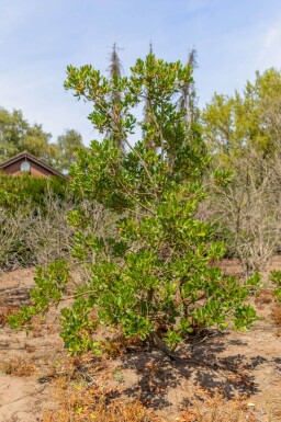 Arbutus unedo cépée