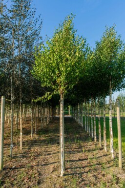 Betula albosinensis haute-tige