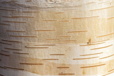 Betula albosinensis haute-tige