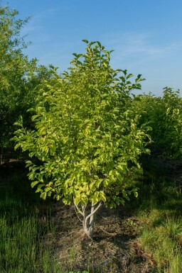 Betula albosinensis cépée