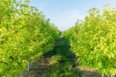 Betula albosinensis cépée