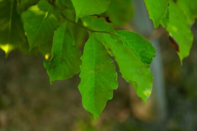 Betula albosinensis cépée