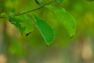 Betula albosinensis cépée
