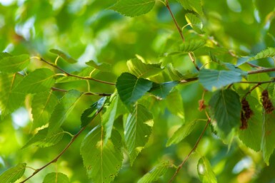 Betula albosinensis cépée