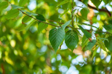 Betula albosinensis cépée