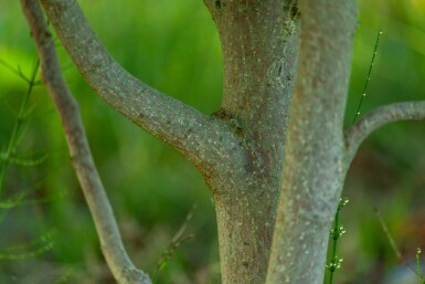 Betula albosinensis cépée