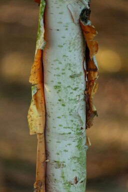 Betula albosinensis cépée