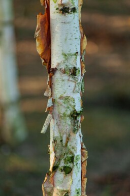 Betula albosinensis cépée