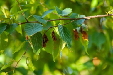 Betula albosinensis cépée