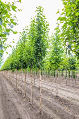 Betula utilis 'Fascination' haute-tige