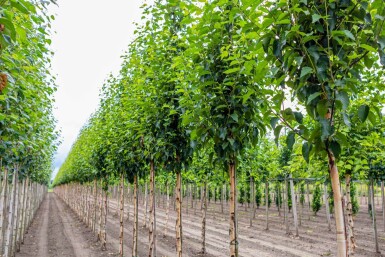 Betula utilis 'Fascination' haute-tige