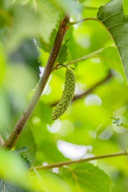 Betula utilis 'Fascination' haute-tige