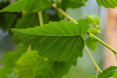 Betula utilis 'Fascination' haute-tige