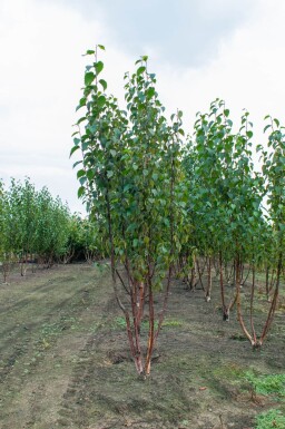 Betula utilis 'Fascination' cépée