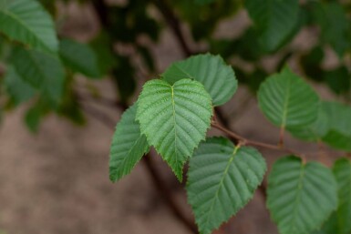 Betula utilis 'Fascination' cépée