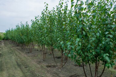 Betula utilis 'Fascination' cépée