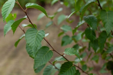 Betula utilis 'Fascination' cépée