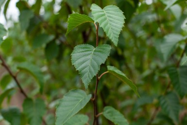Betula utilis 'Fascination' cépée