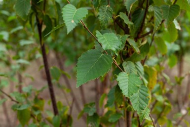 Betula utilis 'Fascination' cépée