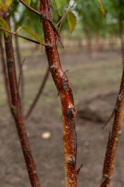 Betula utilis 'Fascination' cépée