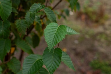 Betula utilis 'Fascination' cépée