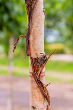 Betula utilis 'Fascination' cépée