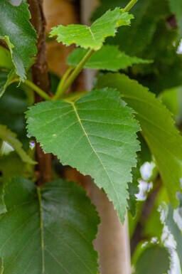 Betula utilis 'Fascination' cépée
