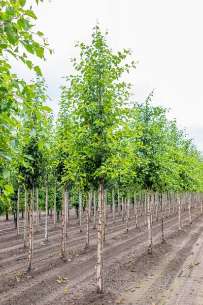 Betula nigra haute-tige