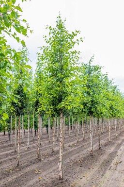 Betula nigra haute-tige