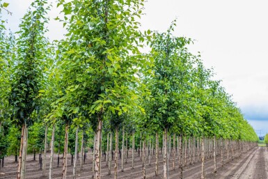 Betula nigra haute-tige