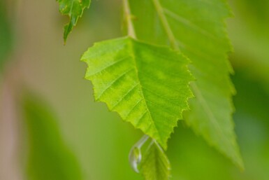 Betula nigra haute-tige